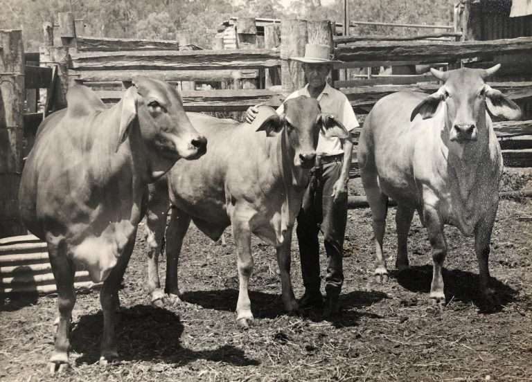 History - Australian Brahman Breeders Association