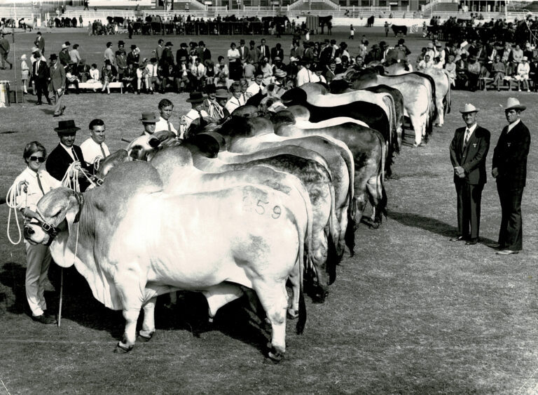 History - Australian Brahman Breeders Association