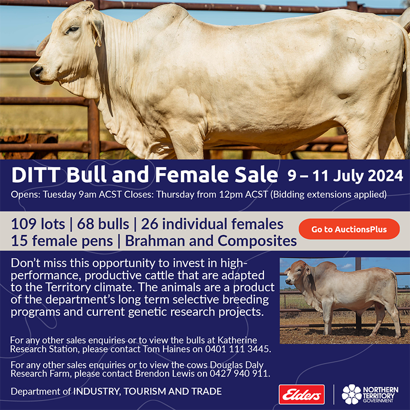 NT Government DITT Bull and Female Sale 2024