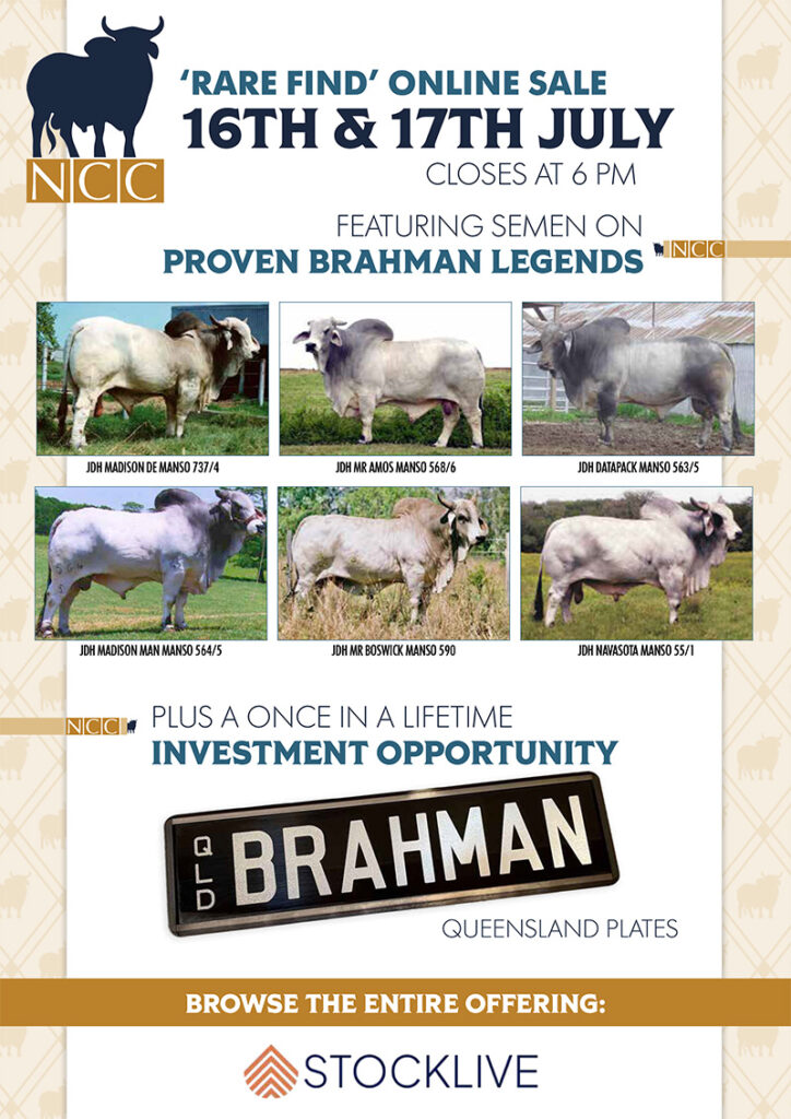 Rare Find Email Blast NCC Brahmans