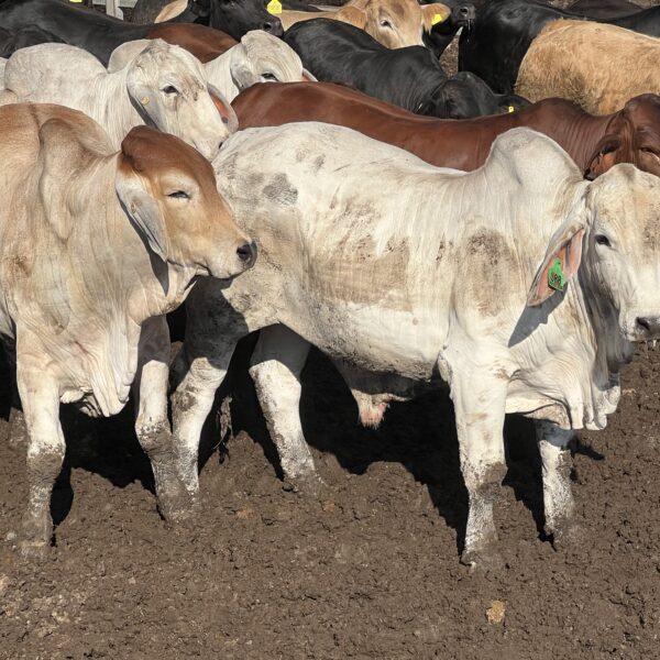 Pathways for improved Meat Standards Australia grading outcomes for Brahman