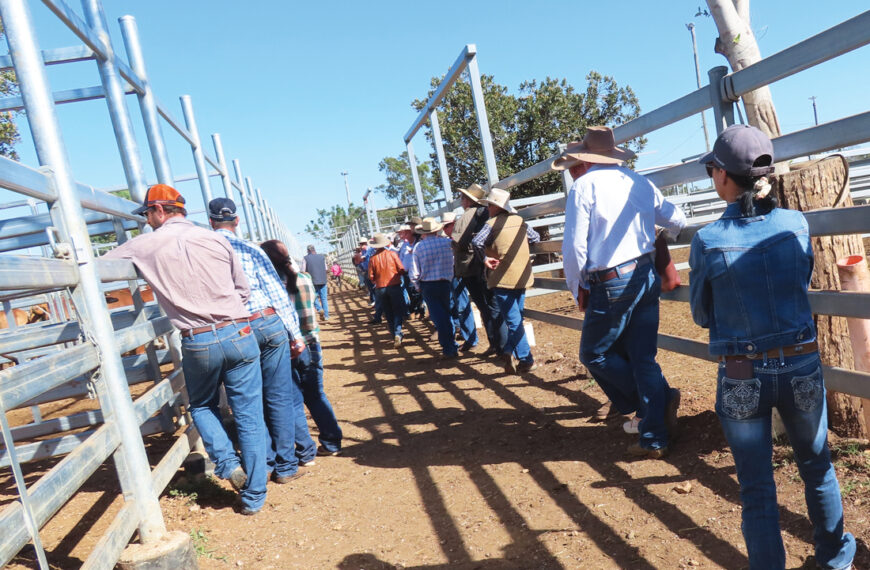 2025 Clermont Commercial Brahman Female Sale results are in