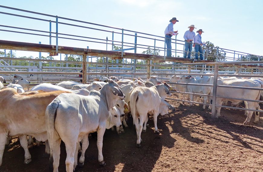 Volume buyer sings praise of Clermont Commercial Female Show and Sale
