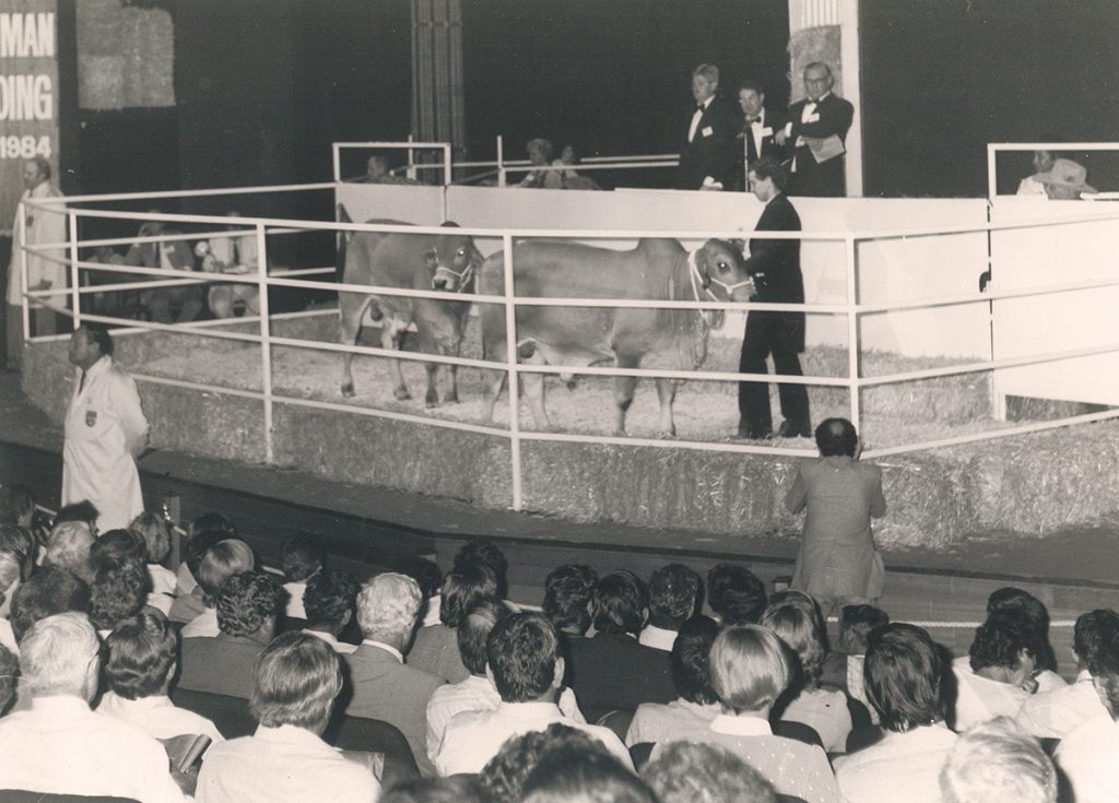 1984 Heifers On Pilbeam Stage