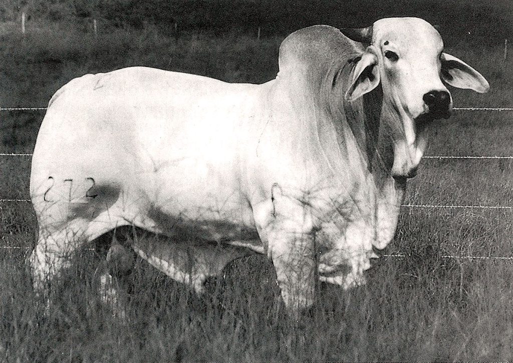 1995 JDH Elefante