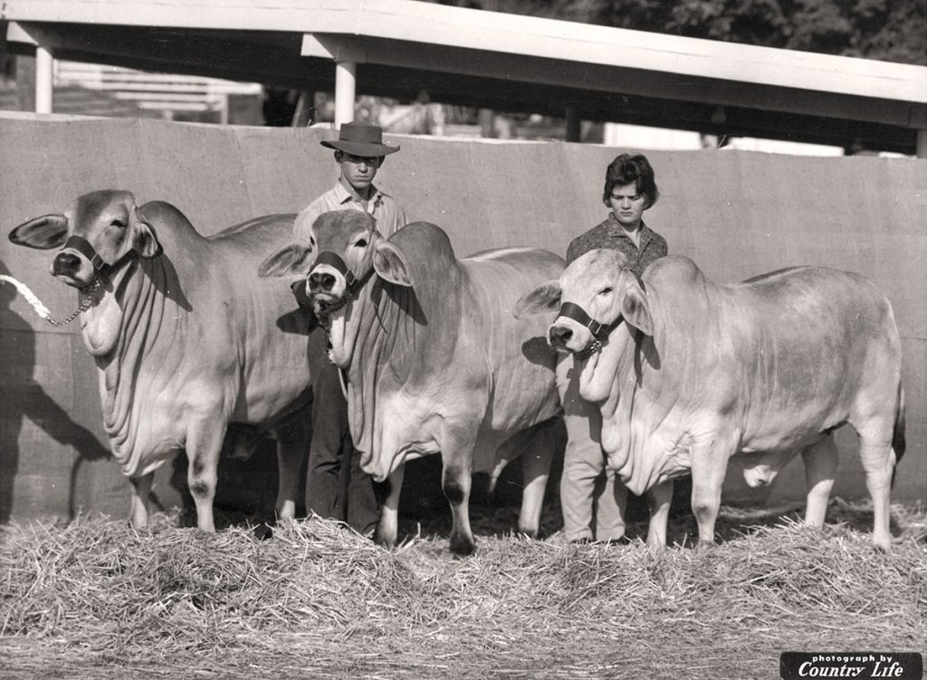 Cherokee Show Cattle 1964