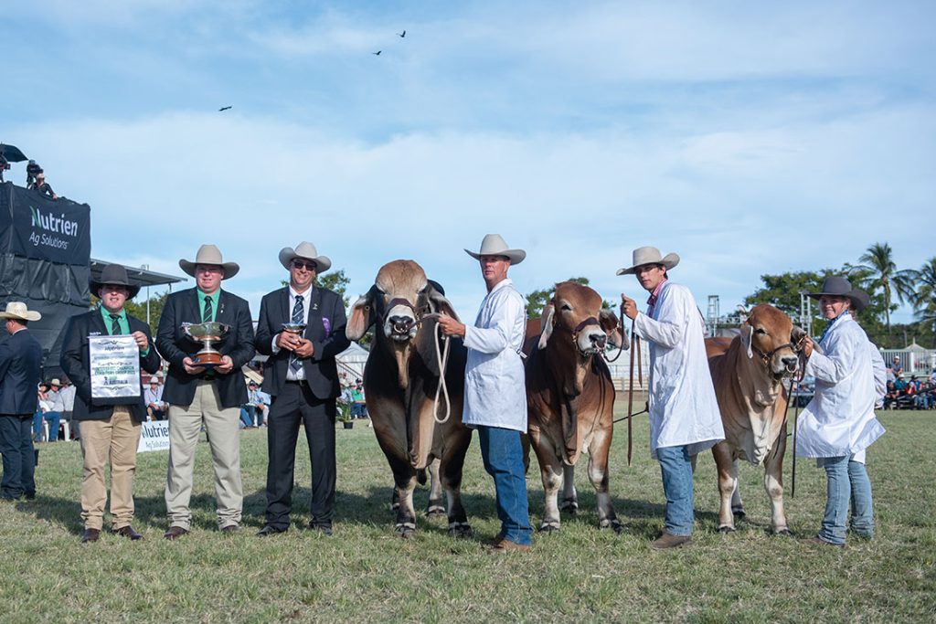 Interbreed Champion Exhibitors Group, NCC Brahmans.