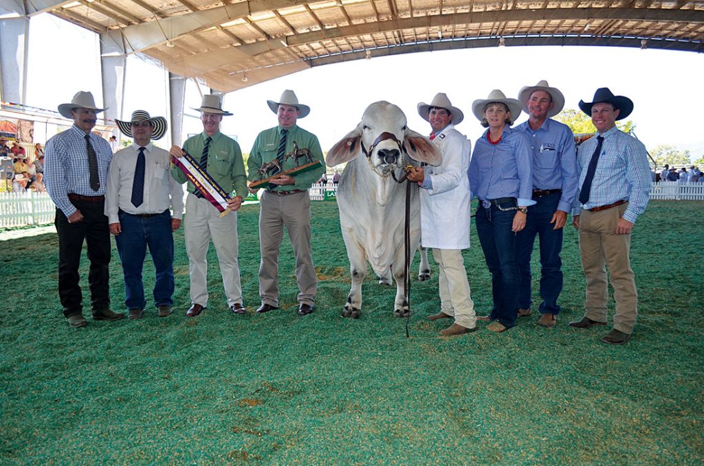 Viva Mario Grand Champion Bull World Congress 2016